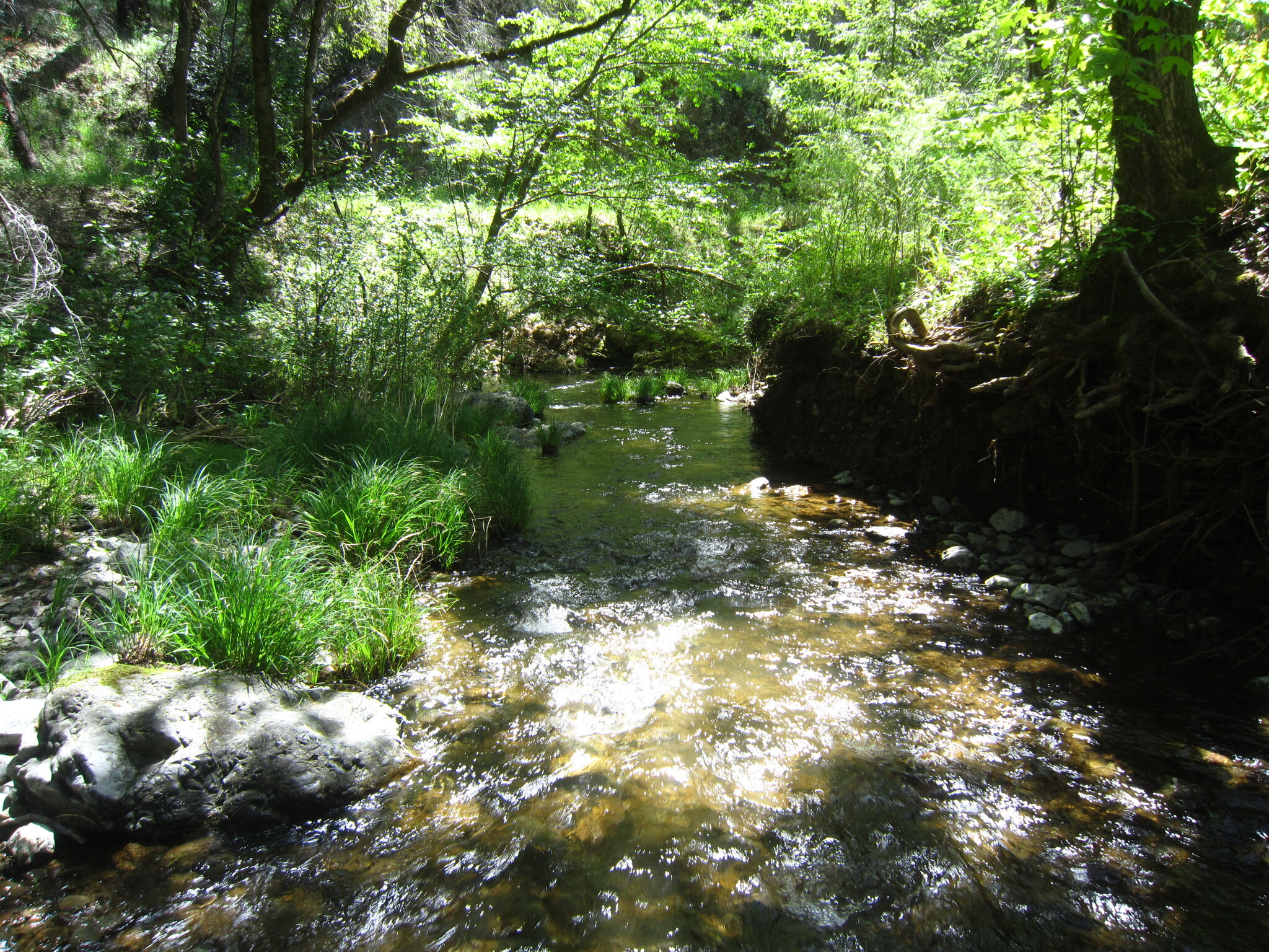 Mill Creek, Healdsburg, CA for sale Primary Photo- Image 1 of 1