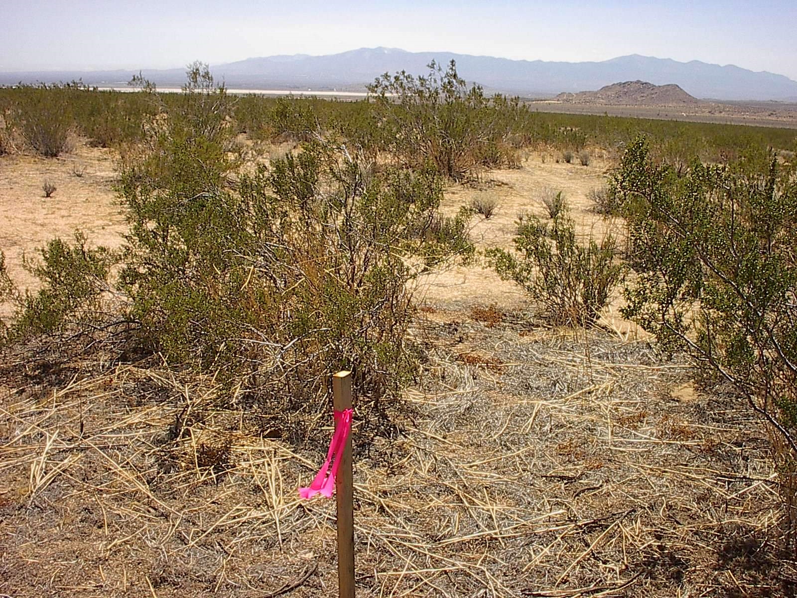 Blanco Rd, El Mirage, CA for lease Building Photo- Image 1 of 31