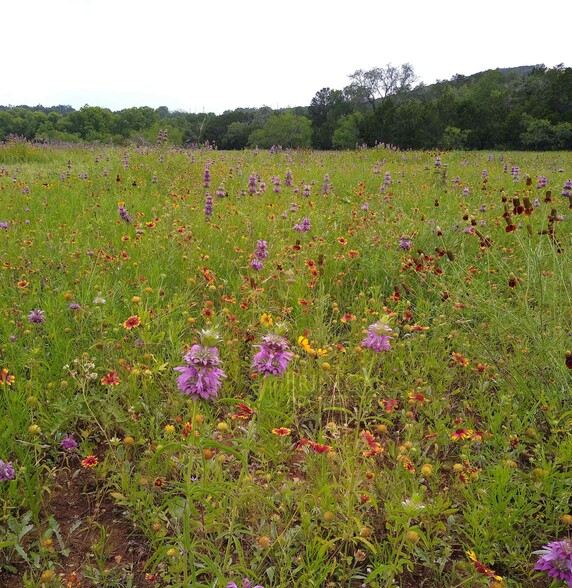 Ranch to Market 1431, Jonestown, TX for sale - Other - Image 3 of 6