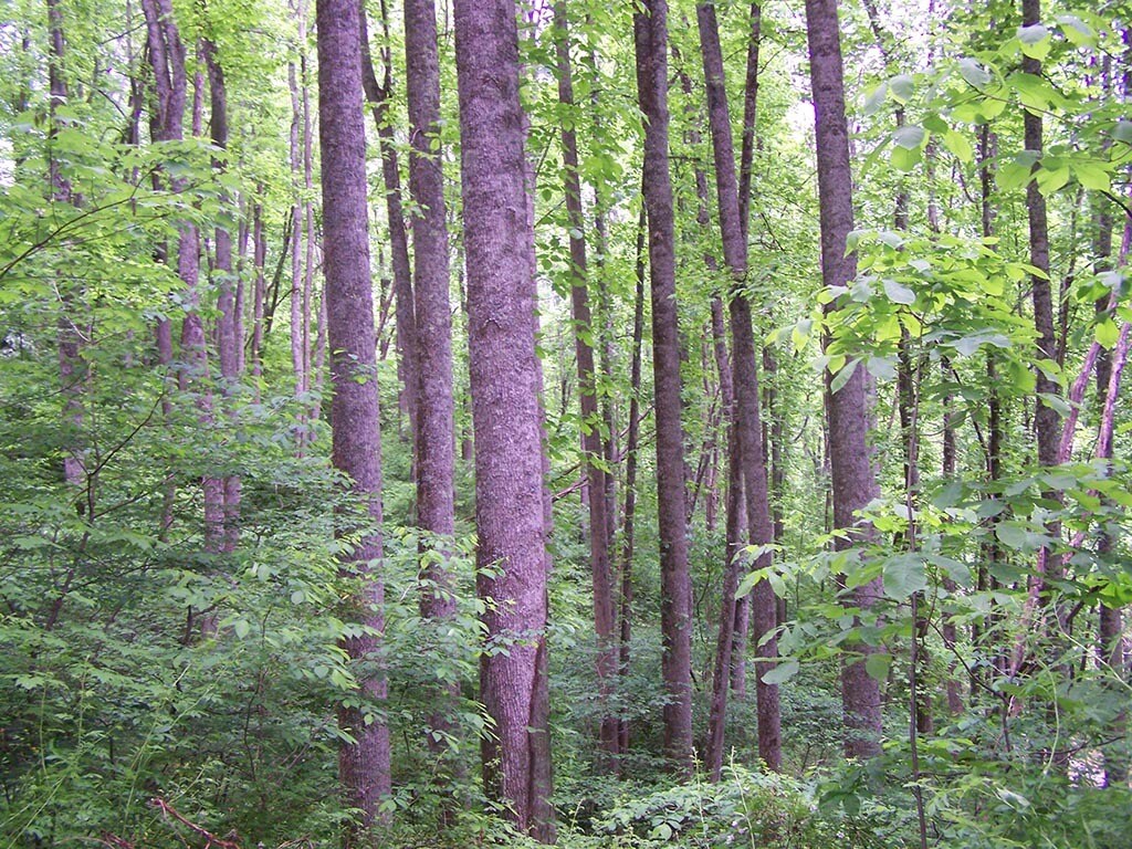 000 Crawford Cemetary Rd, Sylva, NC for sale Other- Image 1 of 1