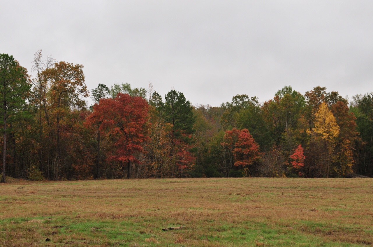 FM 2208, Jefferson, TX 75657