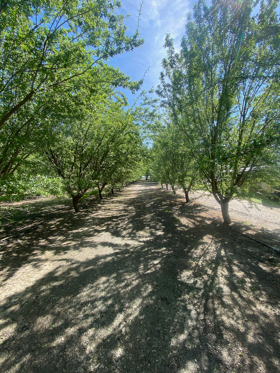 14468 16th Ave, Lemoore, CA for sale Primary Photo- Image 1 of 1