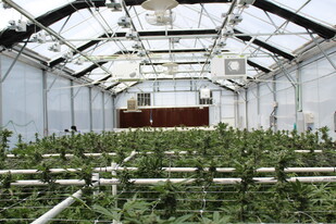 State-of-the-Art Cannabis Grow Facility - Cannabis Warehouse