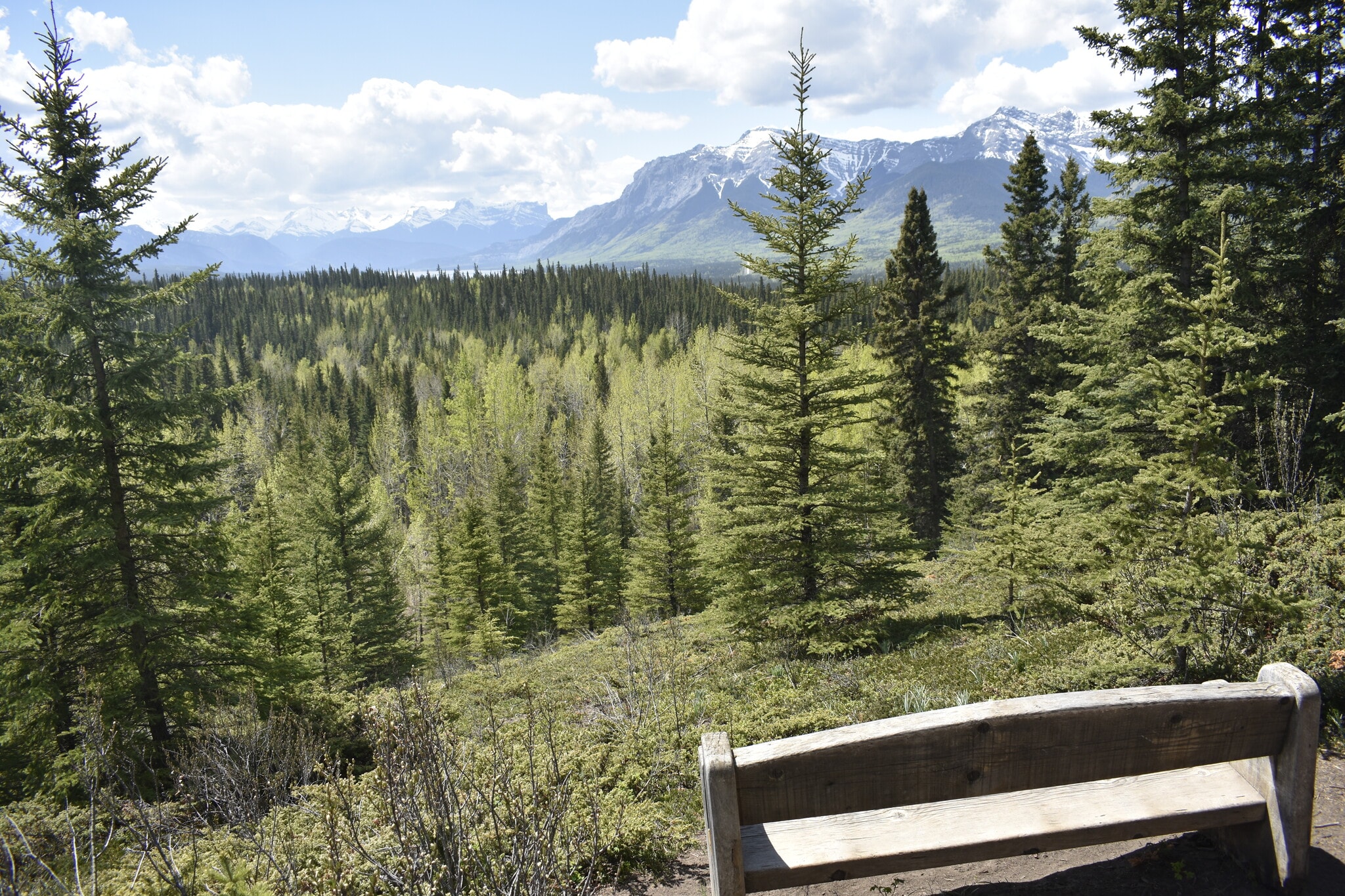 50508 Range Road 271A, Yellowhead County, AB T7V 1X6 Black Cat Guest