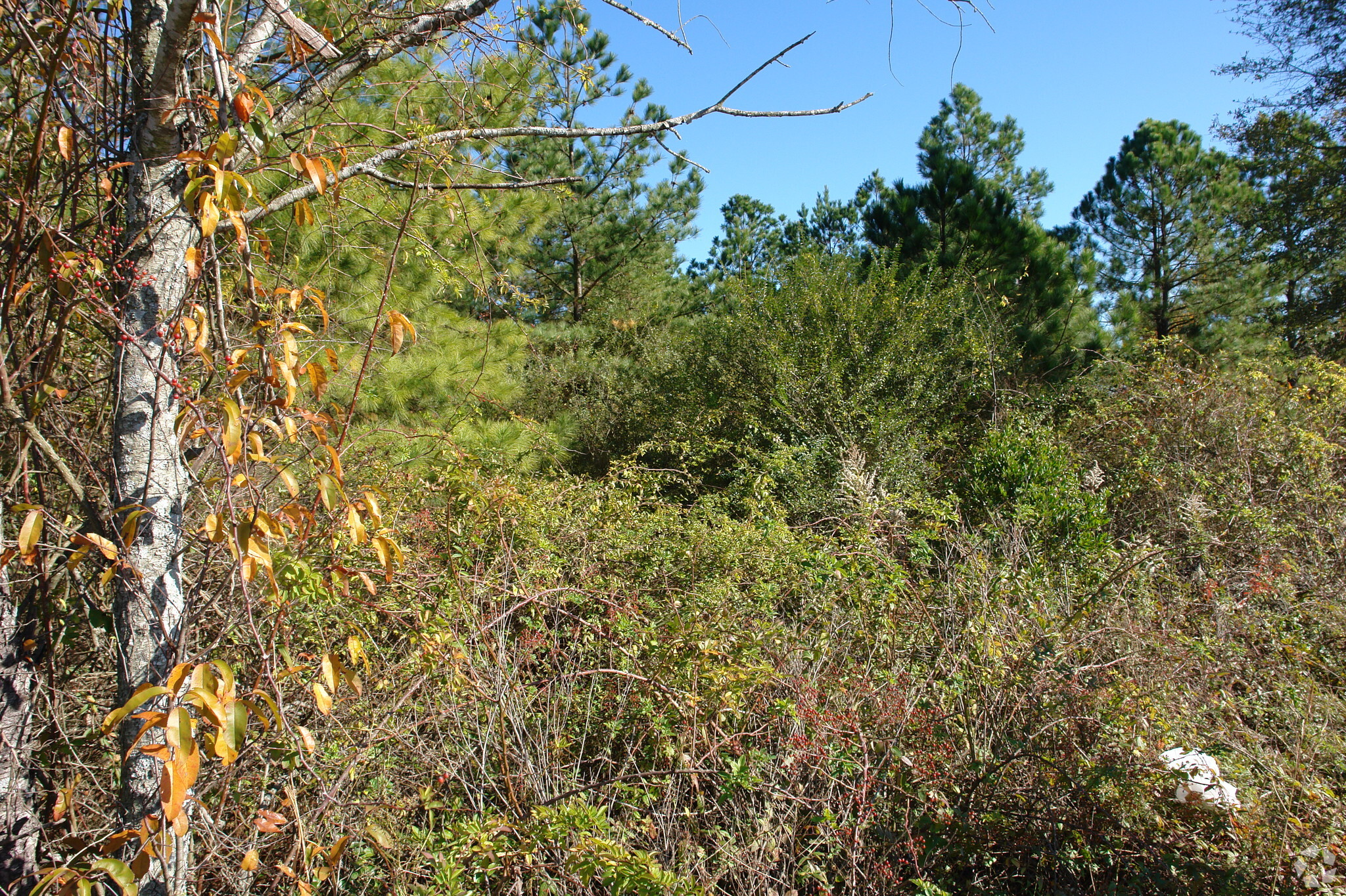 3320 Whiskey Rd, Aiken, SC for sale Primary Photo- Image 1 of 1