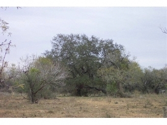 21300 Priest Rd, Elmendorf, TX for sale Primary Photo- Image 1 of 1