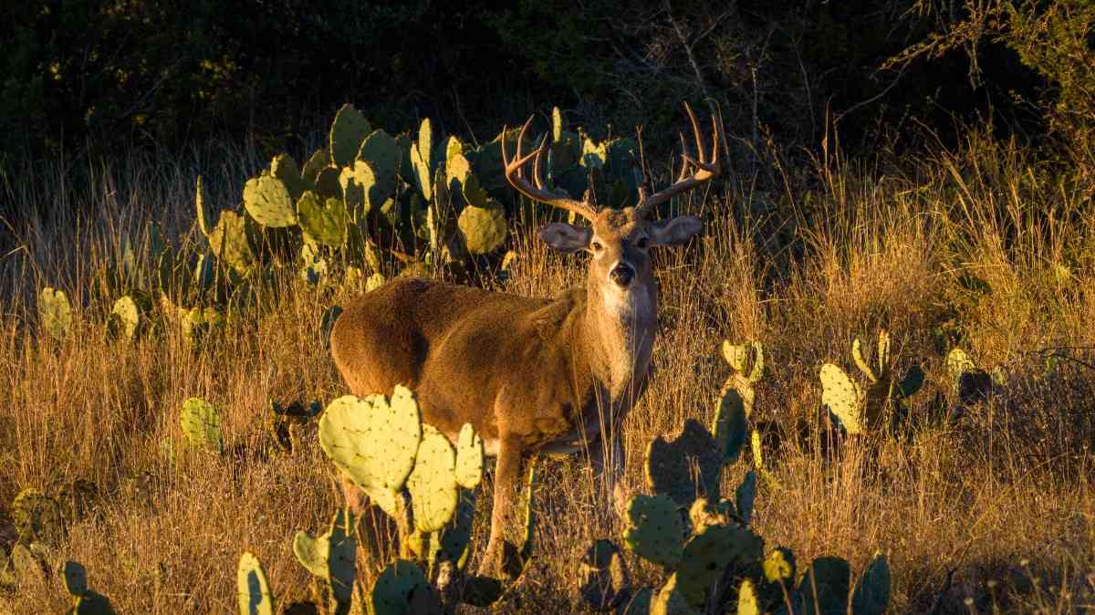 917 Bear Springs rd, Mason, TX for sale Primary Photo- Image 1 of 39