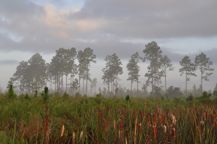 Allen Parish, Dry Creek, LA for sale - Other - Image 1 of 1