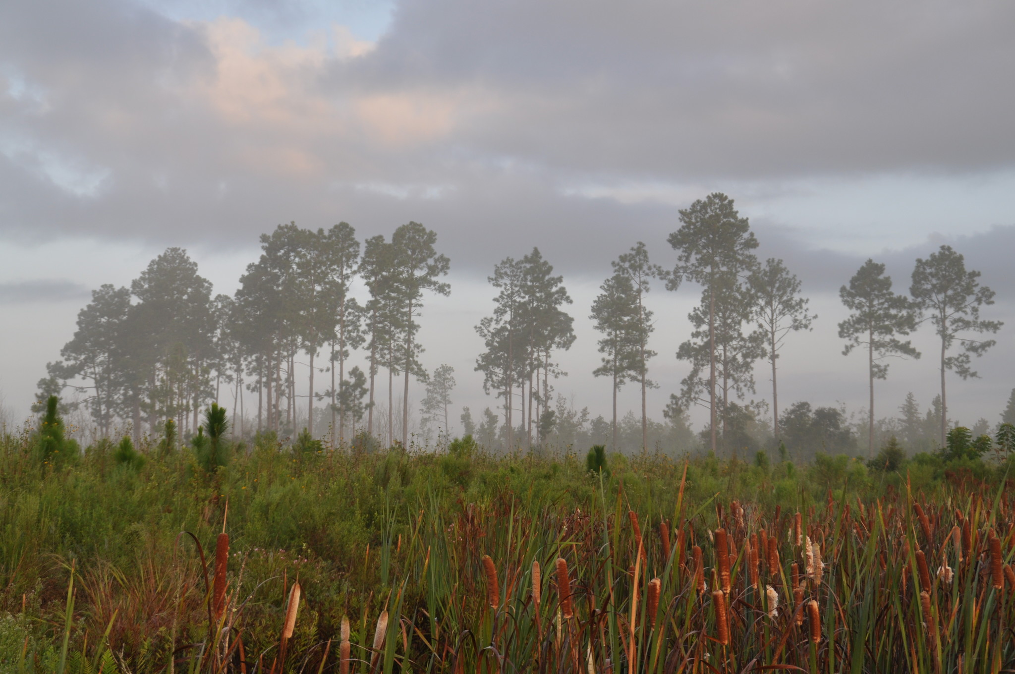 Allen Parish, Dry Creek, LA for sale Other- Image 1 of 1