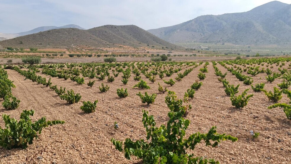 Land in Abanilla for sale - Building Photo - Image 3 of 12