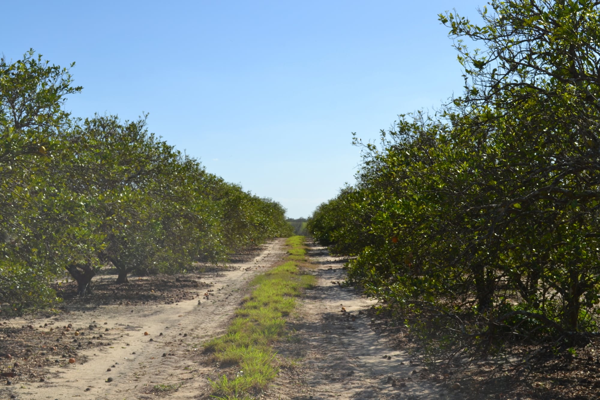 Albritton Road, Bartow, FL 33830 Sand Lake Grove