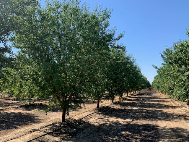 090-030-41, Shafter, CA 93263 - Shafter Orchard | LoopNet