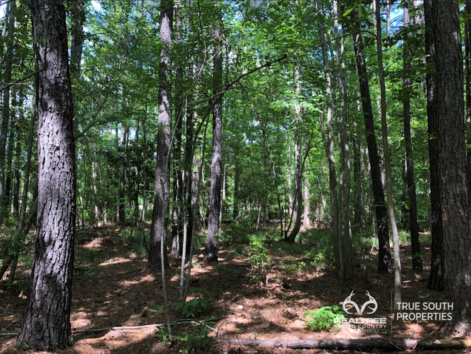 605 Elm St E, Hampton, SC 29924 Land for Sale