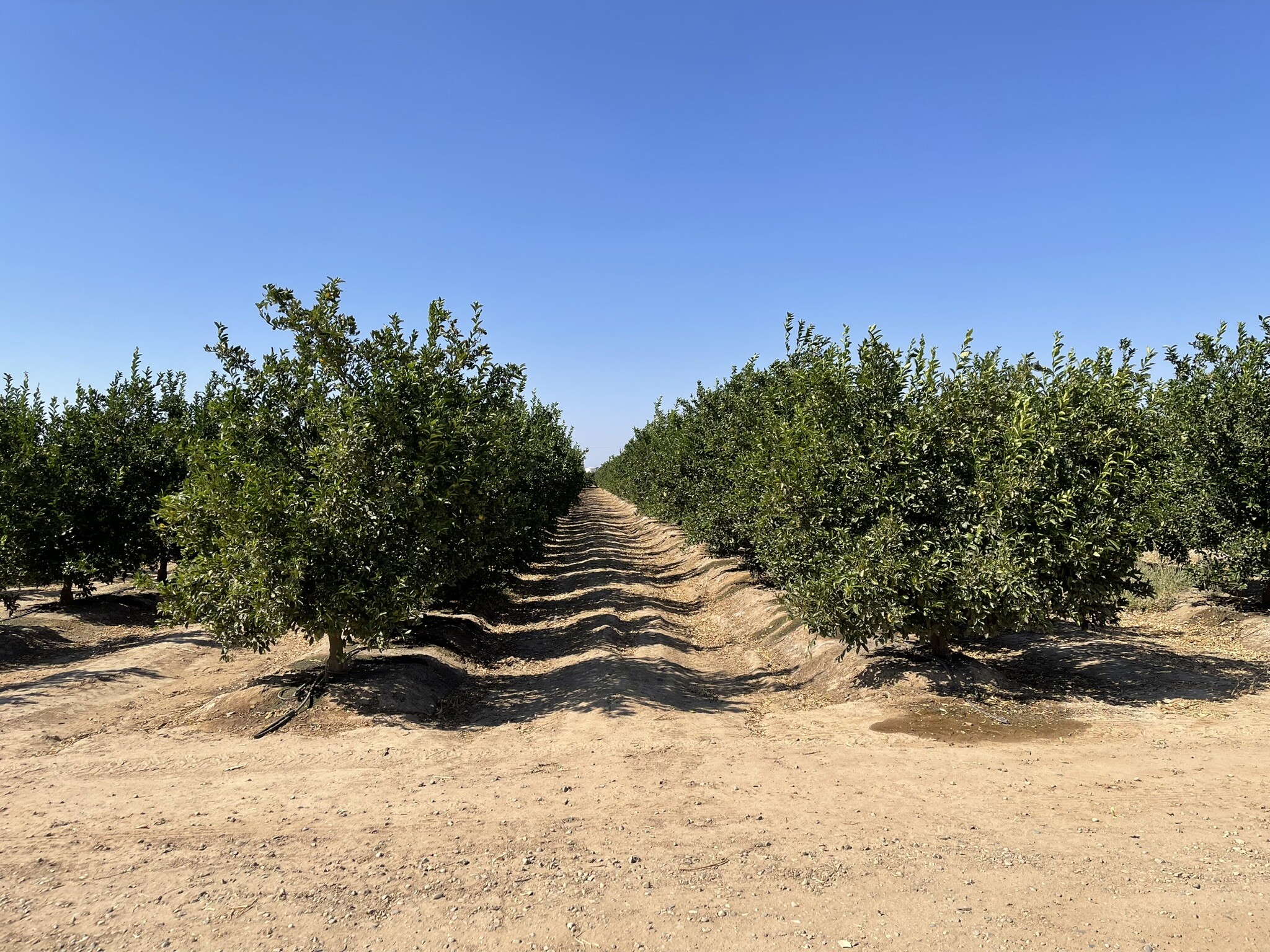 10361 E. Kings Canyon Rd., Sanger, CA for sale Primary Photo- Image 1 of 10