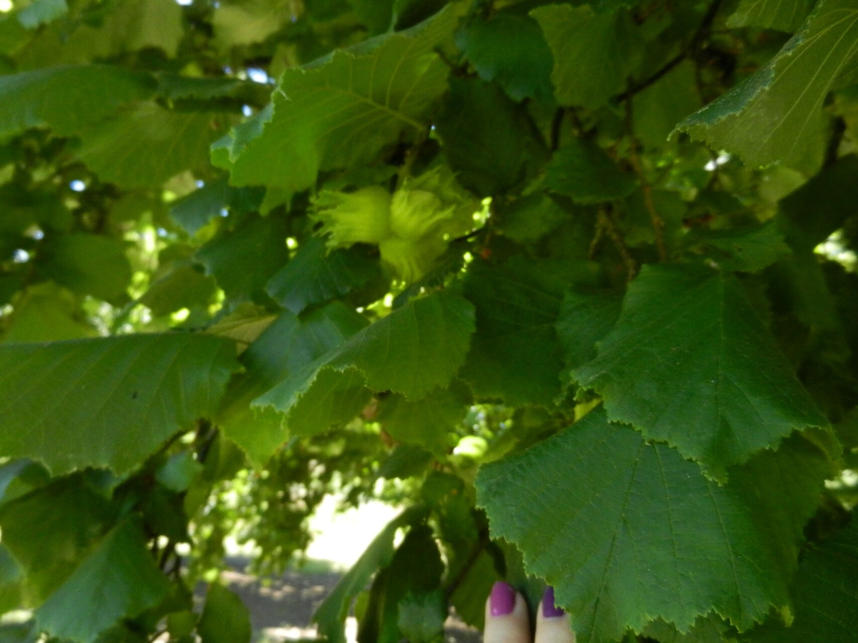 15646 Old Highway 99 S, Myrtle Creek, OR for sale Primary Photo- Image 1 of 1