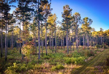 10501 Gillison Branch Rd, Ridgeland, SC for sale - Other - Image 3 of 13