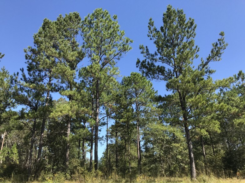 0 Topton Rd, Mc Intosh, AL 36553