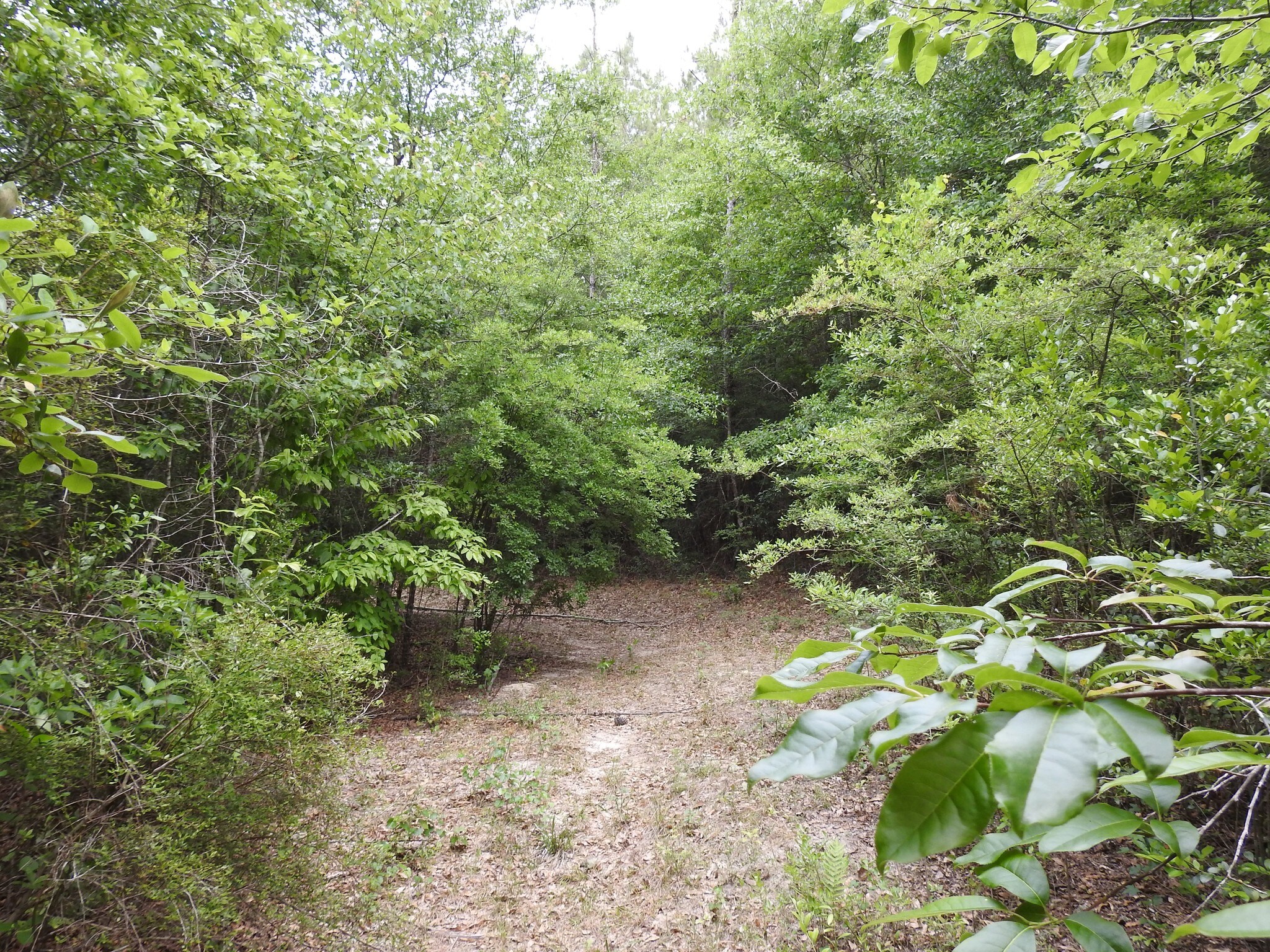 0 Walter Moore Rd, Chunchula, AL for sale Other- Image 1 of 1