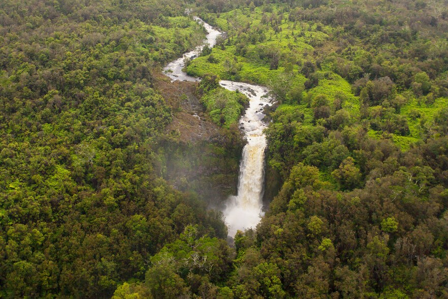 Koa Forest, Pepeekeo, HI 96783