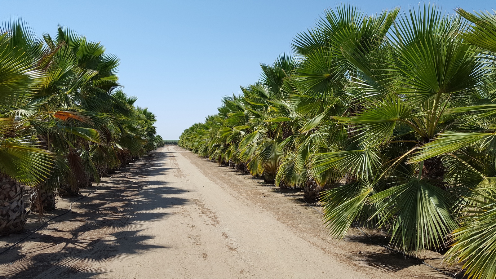 13458 E McKinley Ave, Sanger, CA for sale Primary Photo- Image 1 of 1