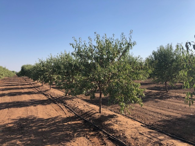 86.5 +- ac Organic Almonds Shaw Avenue Clovis Ca, Clovis, CA for sale Primary Photo- Image 1 of 8