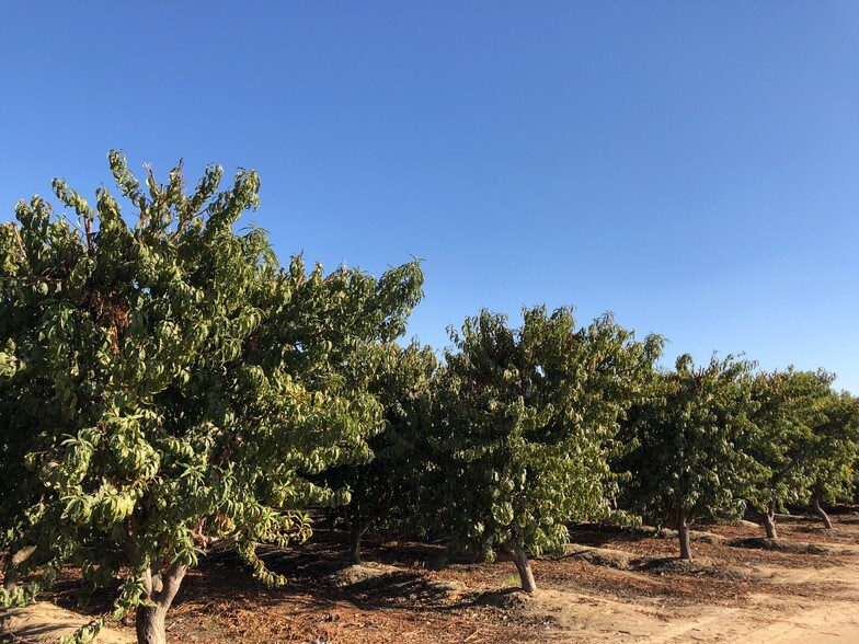 E Adams, Parlier, CA 93648