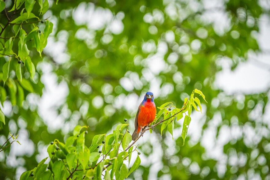 County Road 2592, Marietta, TX for sale - Other - Image 3 of 38
