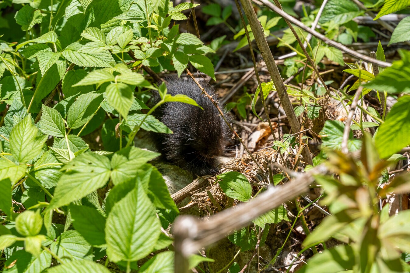 13 Dew Rd, Barkhamsted, CT 06063 Land for Sale