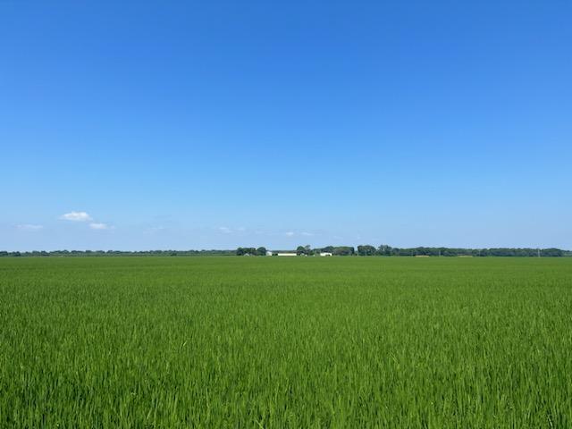 1850 Hamilton Rd, Lonoke, AR for sale - Primary Photo - Image 1 of 1