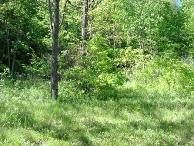 Ellijay Rd, Franklin, NC for sale - Primary Photo - Image 1 of 1