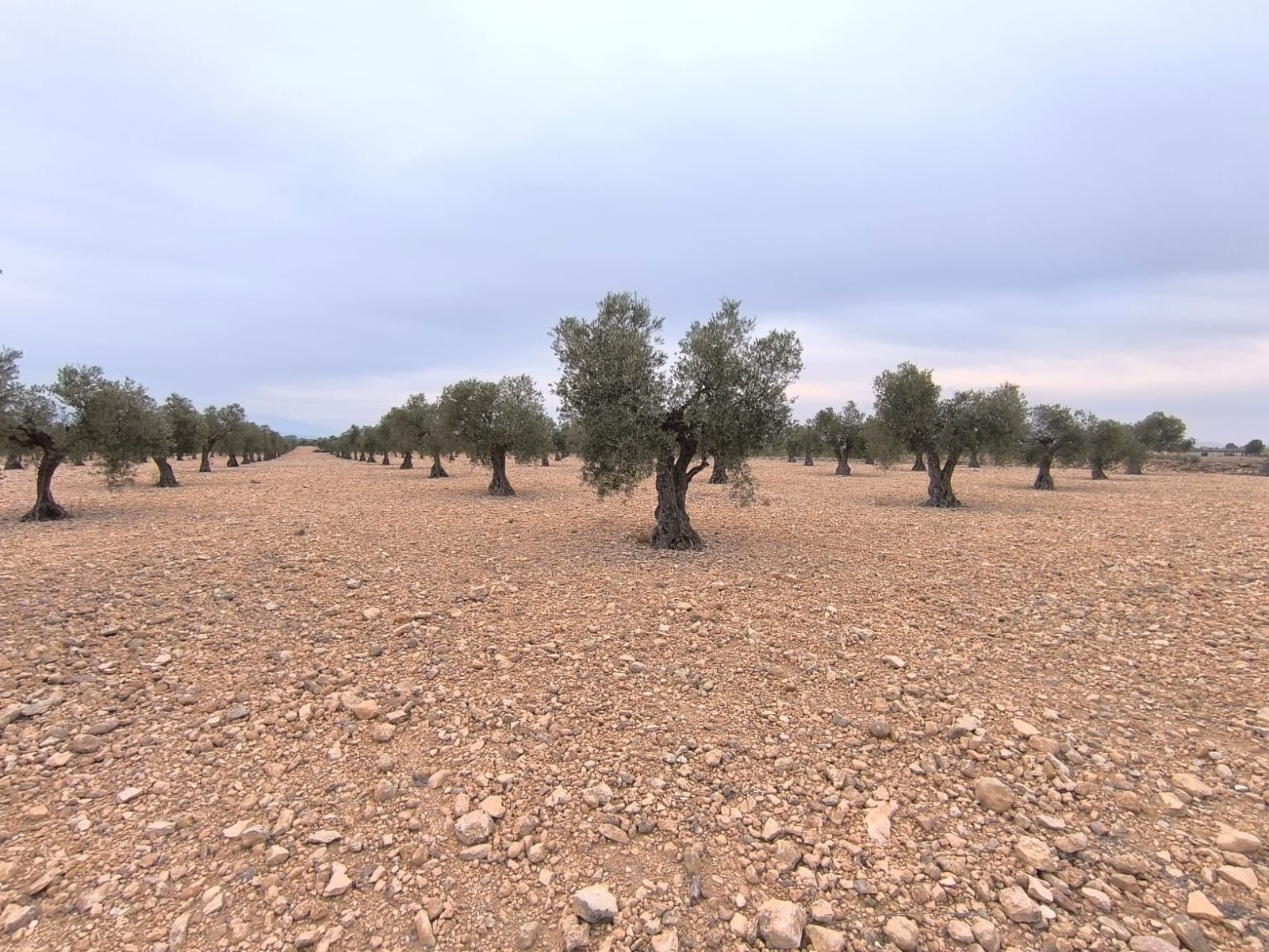 Land in MURCIA for sale Building Photo- Image 1 of 8