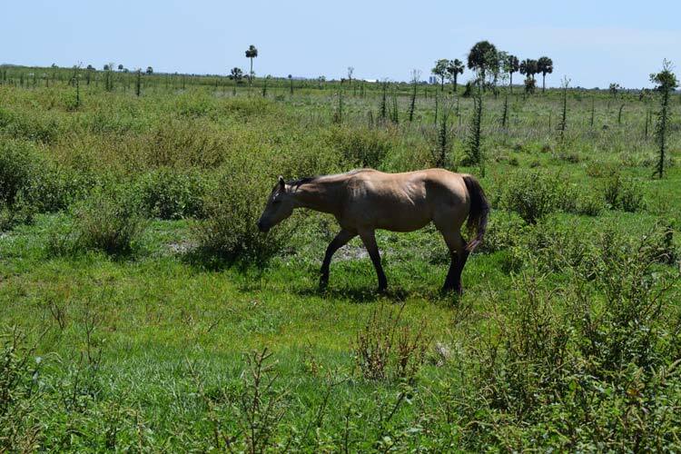 NW 144th, Okeechobee, FL 34972 Griffith Ranch