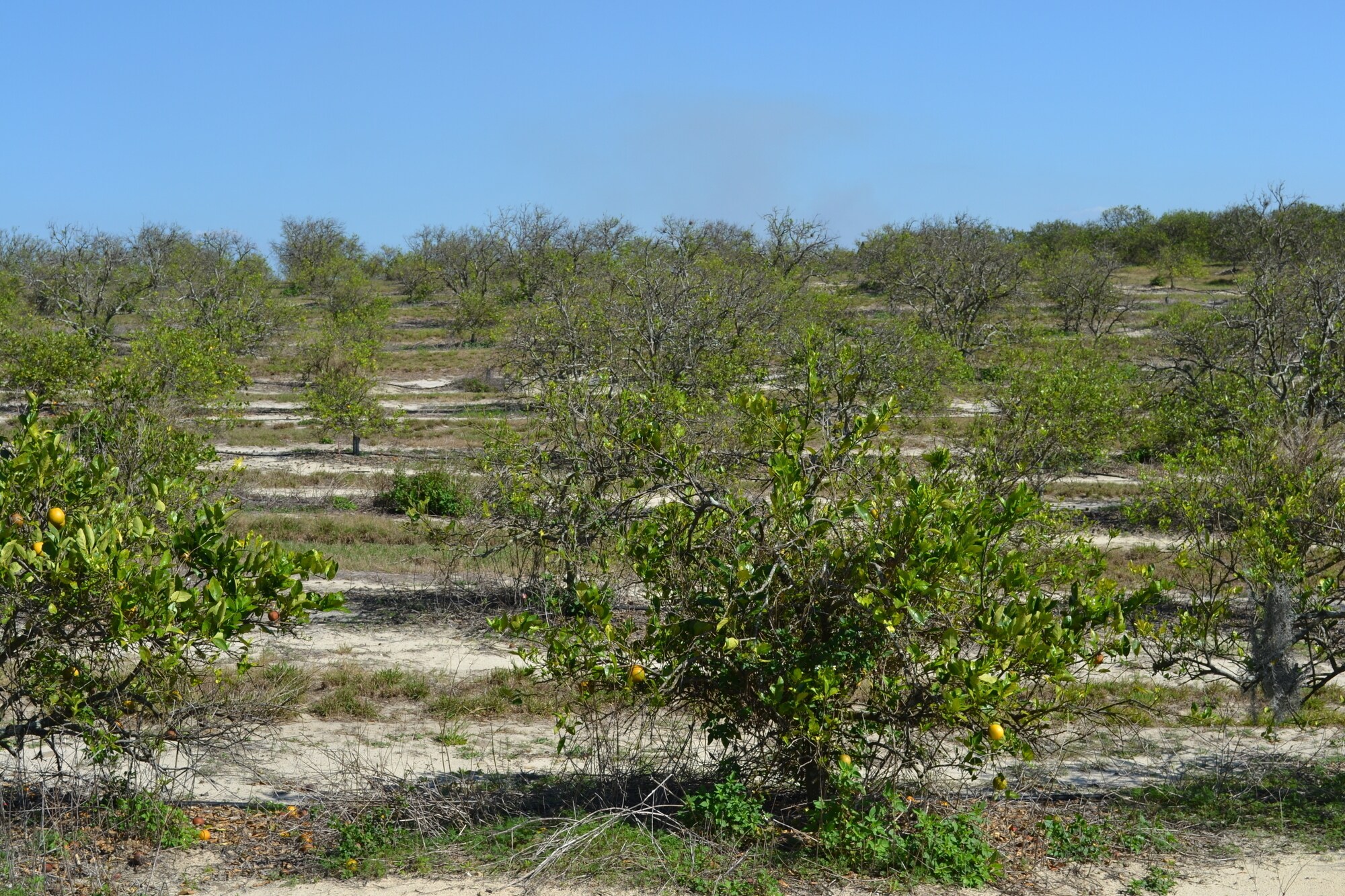 Albritton Road, Bartow, FL 33830 Sand Lake Grove