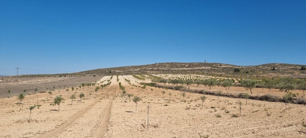 Land in Jumilla for sale - Building Photo - Image 3 of 8