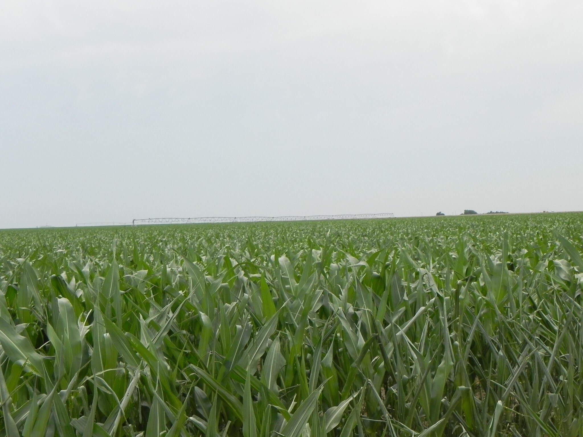 960 Acres In Cimarron County Ok, Texhoma, OK for sale Other- Image 1 of 2