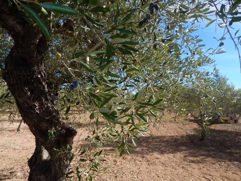 Land in Ontinyent for sale - Building Photo - Image 1 of 5