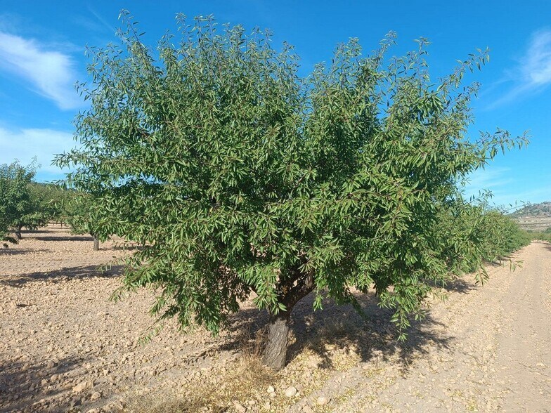 Land in MURCIA for sale - Building Photo - Image 2 of 7