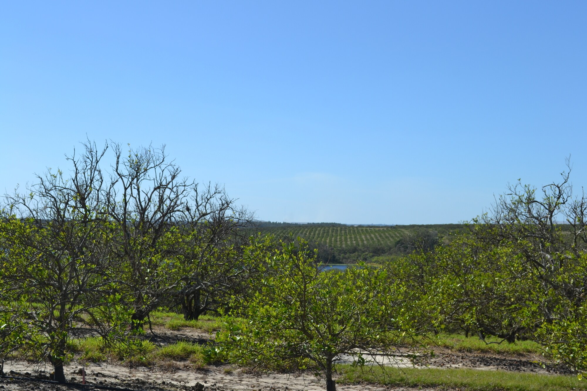 Albritton Road, Bartow, FL 33830 Sand Lake Grove