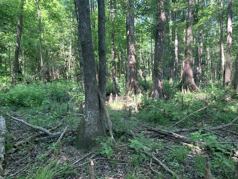 0 Dempsey Landing, Varnville, SC for sale - Primary Photo - Image 1 of 1
