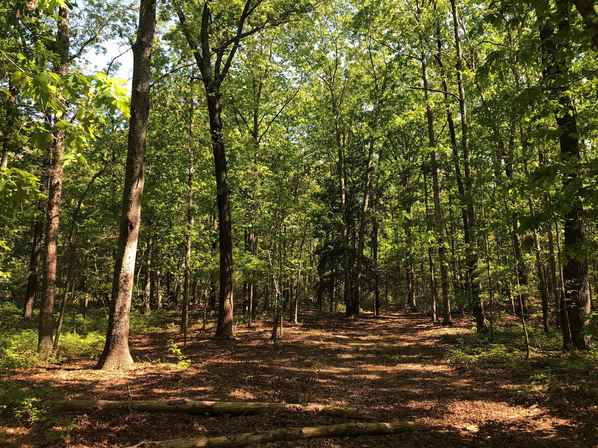 Screaming Eagle Road Ext, Lugoff, SC for sale Primary Photo- Image 1 of 1