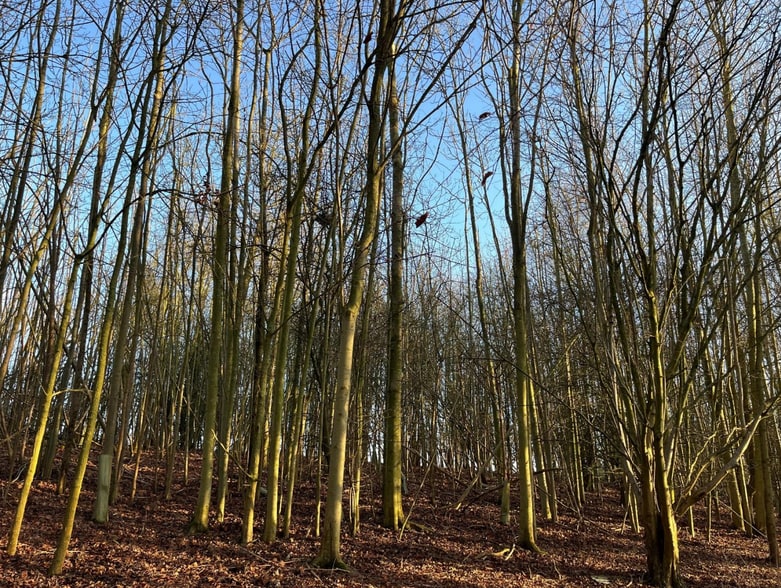 Trunch Hl, Harleston for sale - Primary Photo - Image 1 of 1