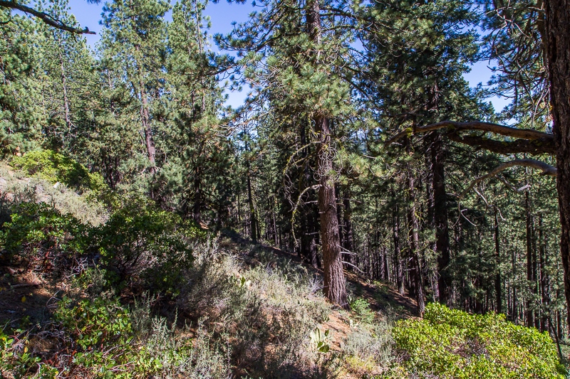 11174 Donner Pass Rd, Truckee, CA for sale - Primary Photo - Image 1 of 1