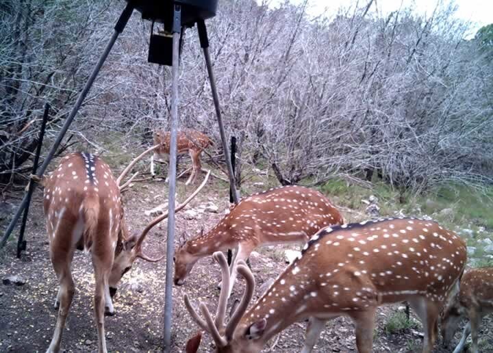 20 Standing Axis, Rocksprings, TX for sale Other- Image 1 of 1