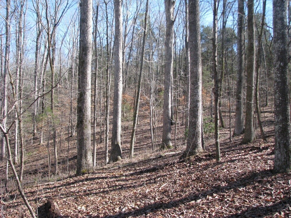 Hawk's Nest Rd, York, SC for sale Site Plan- Image 1 of 1