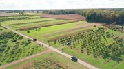 Erie Orchards and Cider Mills - Vineyard