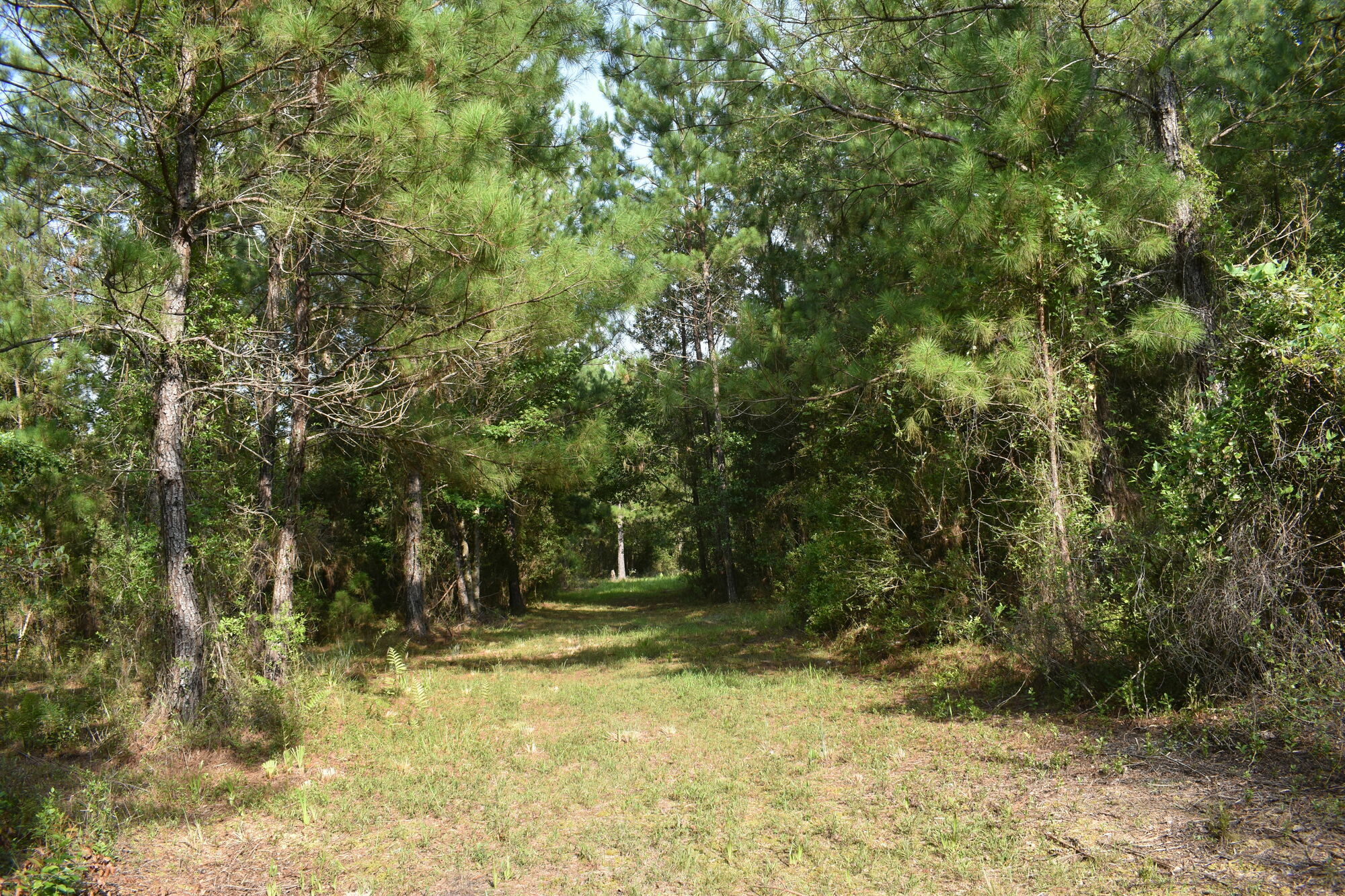 Northwest 221st Street Road, Micanopy, FL 32667 Land for Sale