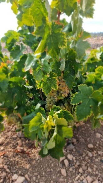 Land in Abanilla for sale - Building Photo - Image 1 of 12