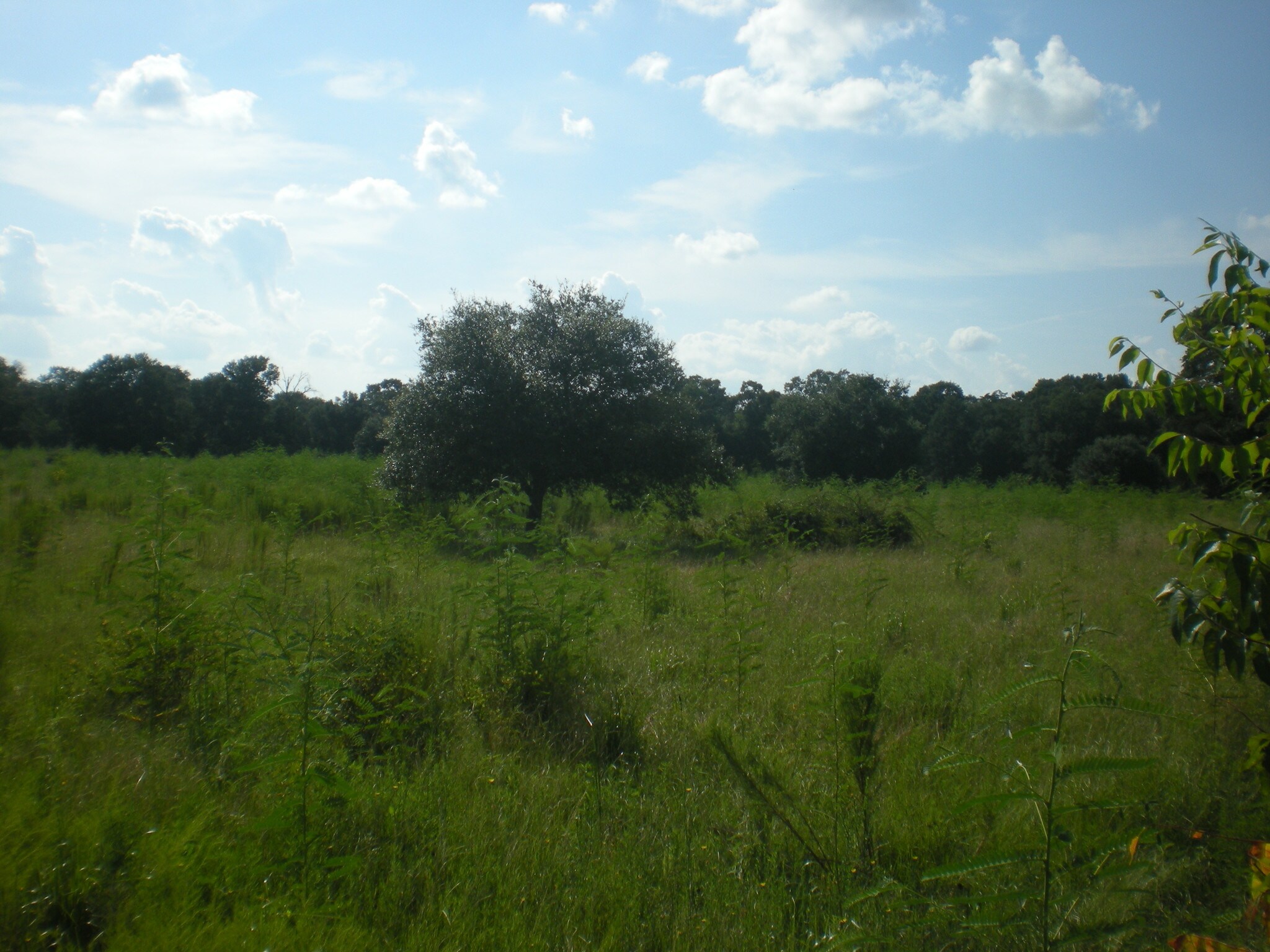 31000 FM 1093, Fulshear, TX for sale Primary Photo- Image 1 of 1