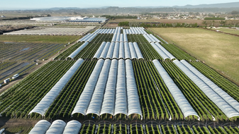 Large-Scale Agricultural Site - Cannabis Warehouse