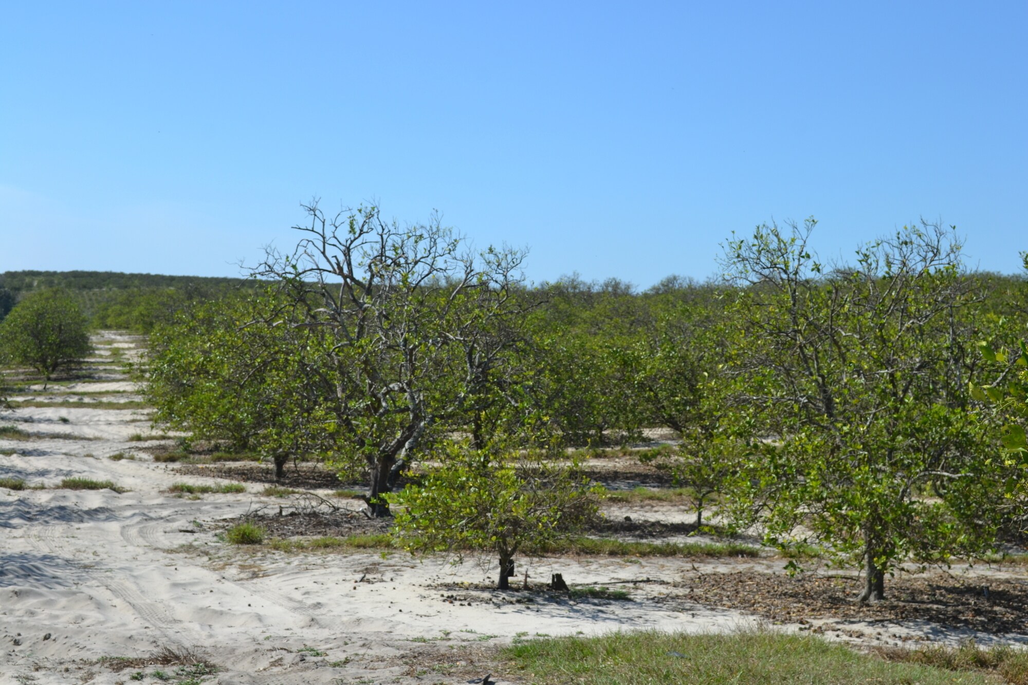 Albritton Road, Bartow, FL 33830 Sand Lake Grove